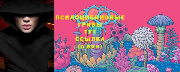 прущие грибы Сосновый Бор